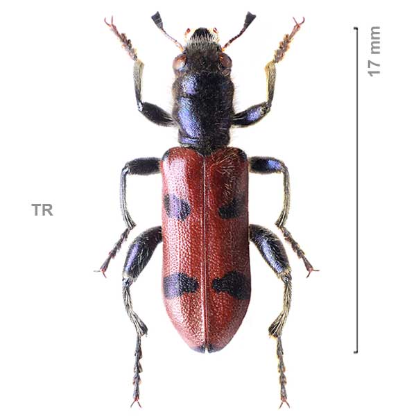 Trichodes reichei